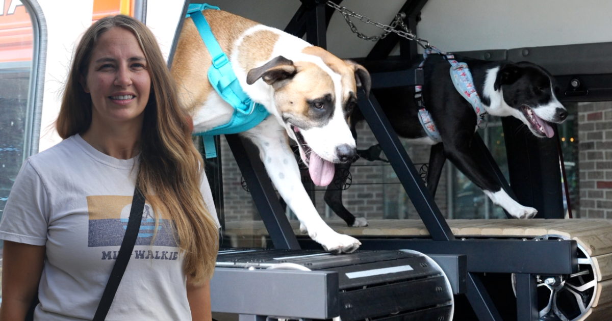 South Milwaukee Entrepreneur Launches Unique Mobile Dog Gym