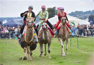 Southwell Ploughing Match Thrills 10,000 with Camel Racing