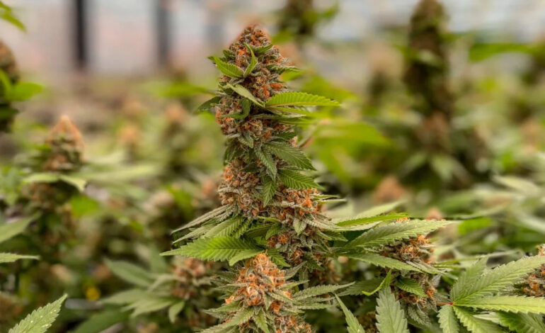 St. Louis County Council Halts Bill to Regulate Cannabis Products