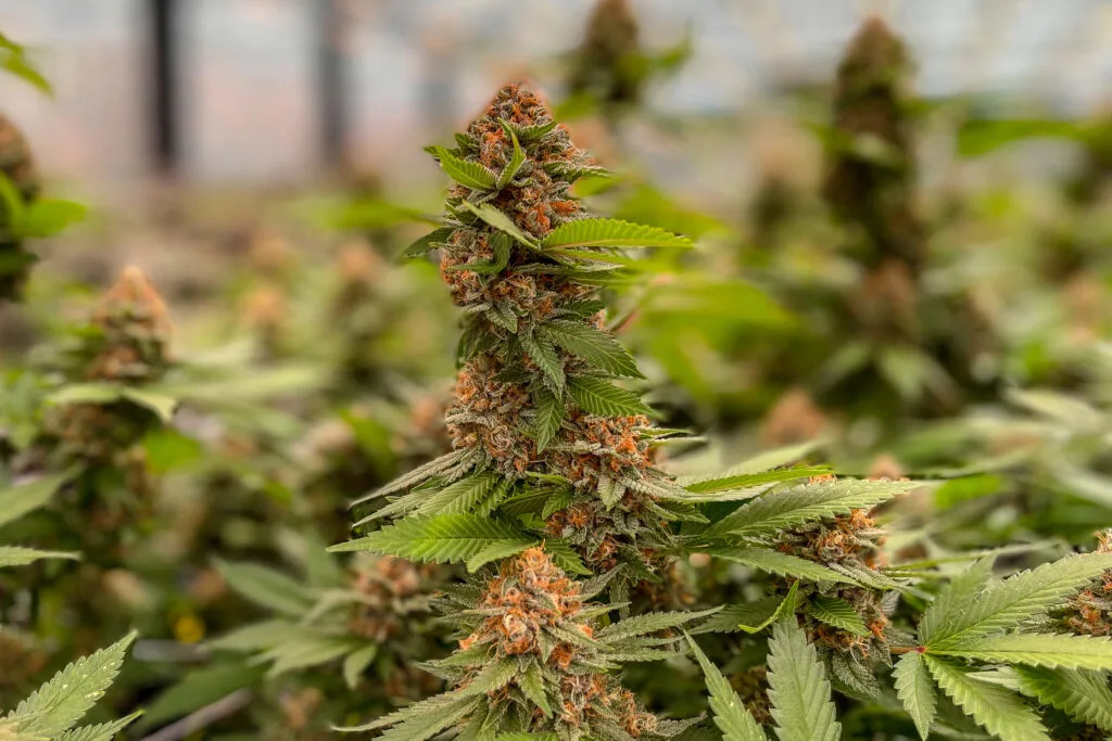 St. Louis County Council Halts Bill to Regulate Cannabis Products