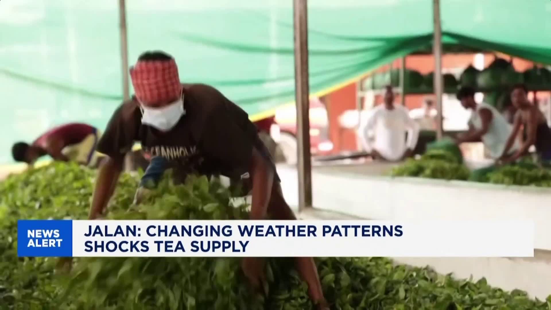 Storm Disrupts India’s Tea Gardens, Threatens Global Prices