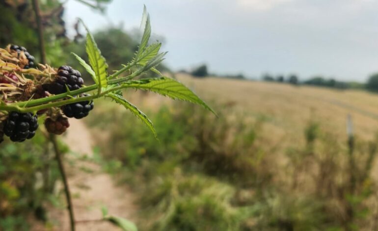 Stunning September Trail Run Reveals Blackberries on Sauvie Island