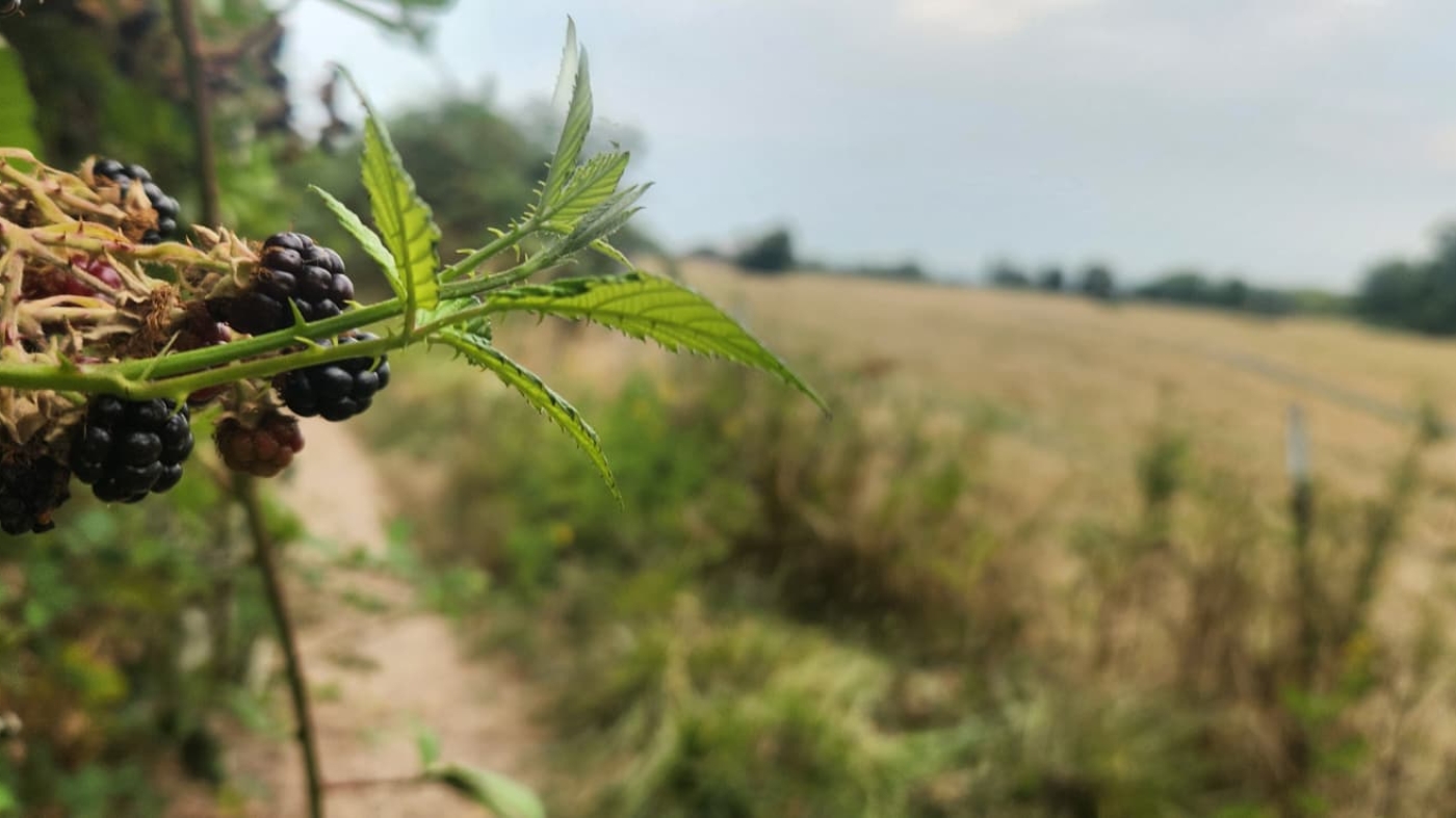Stunning September Trail Run Reveals Blackberries on Sauvie Island