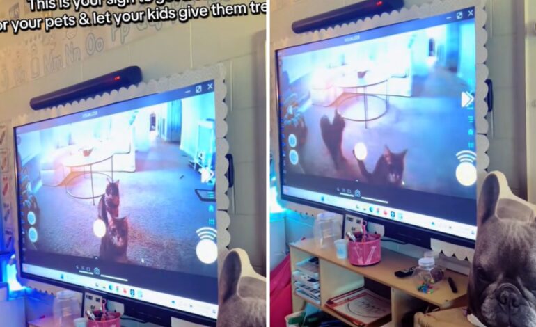Teacher Engages Students with Innovative Pet Cam Experience