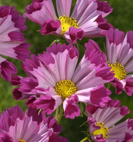 Transform Your Garden This September with Fragrant Plant Picks