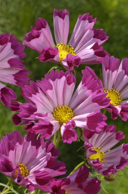 Transform Your Garden This September with Fragrant Plant Picks
