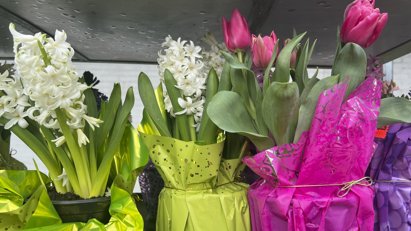Transform Your Winter: Force Bulbs to Bloom Indoors NOW!