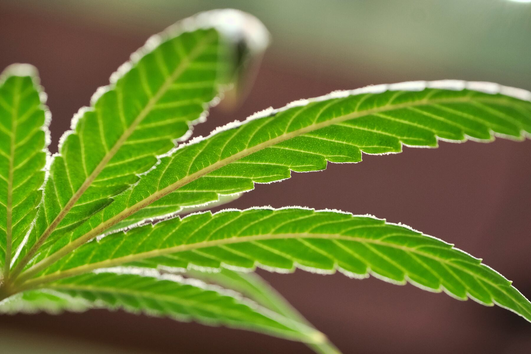Trenton Smoke Shop Owner Charged for Selling Marijuana Illegally