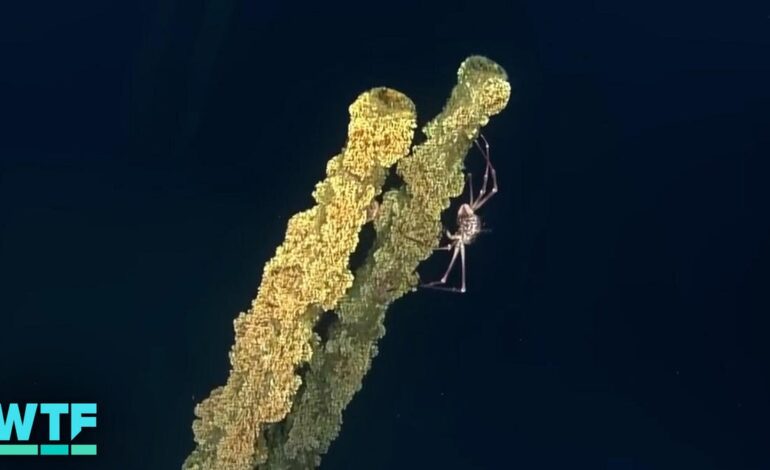 Urgent Discovery: Lost WWII Japanese Destroyer Found at Last