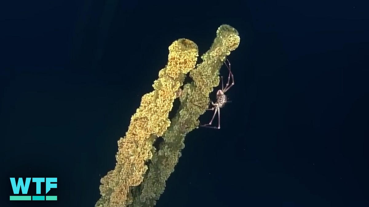 Urgent Discovery: Lost WWII Japanese Destroyer Found at Last