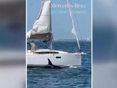 Urgent: Orcas Attack and Sink Boat Off Portugal Coast