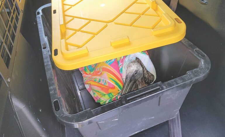 Urgent Pelican Rescue in Lee County: Bird Secured and Treated