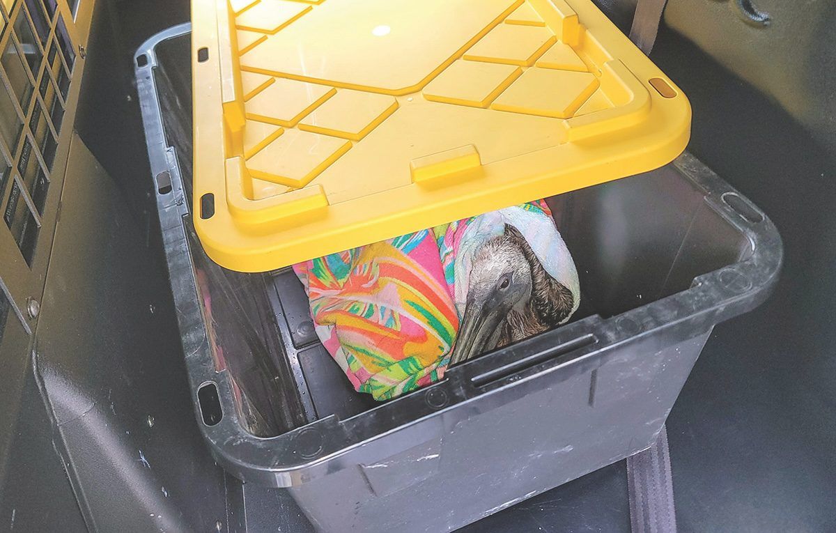 Urgent Pelican Rescue in Lee County: Bird Secured and Treated
