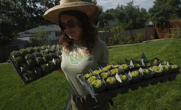 Urgent Shift to Xeriscaping as Water Crisis Hits U.S. Lawns