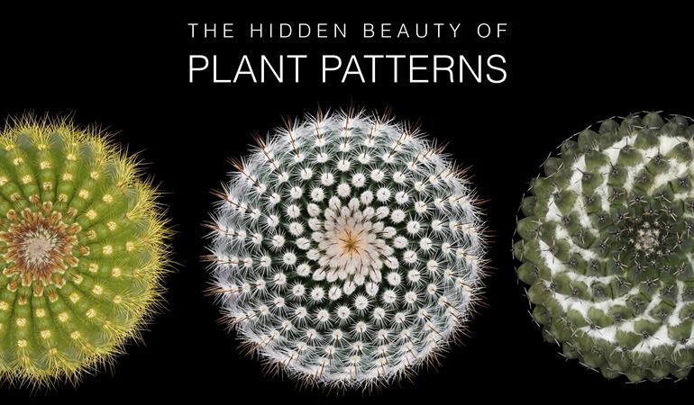 Victor Mozqueda Unveils Stunning Cacti Exhibition in Texas Now