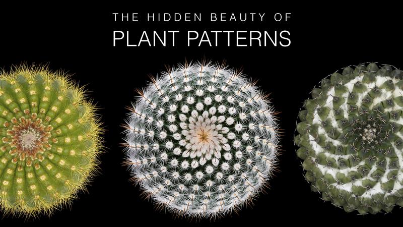 Victor Mozqueda Unveils Stunning Cacti Exhibition in Texas Now