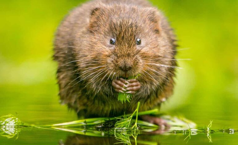 Wildlife Habitats at Risk as England Eases Riverbank Protections