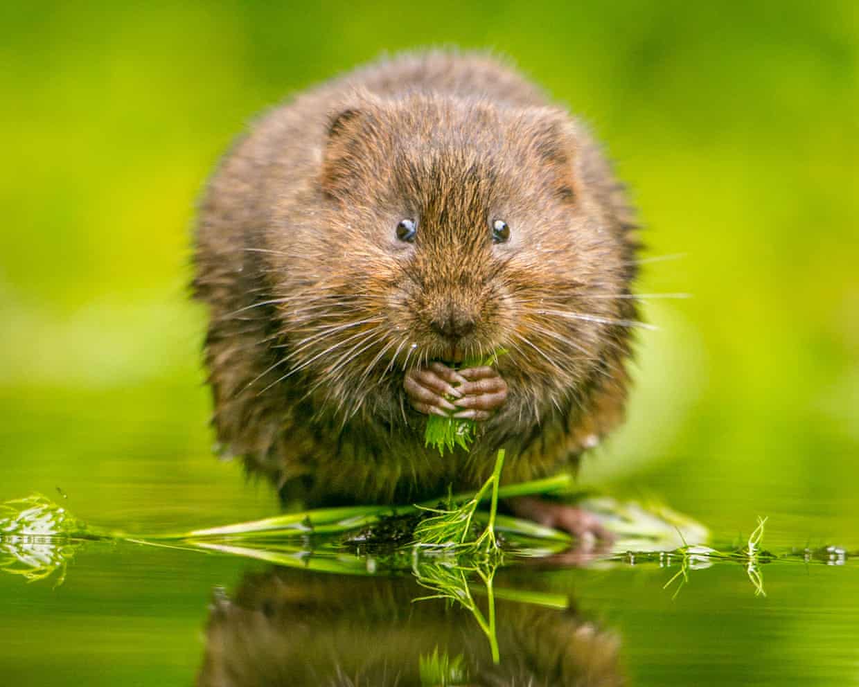 Wildlife Habitats at Risk as England Eases Riverbank Protections