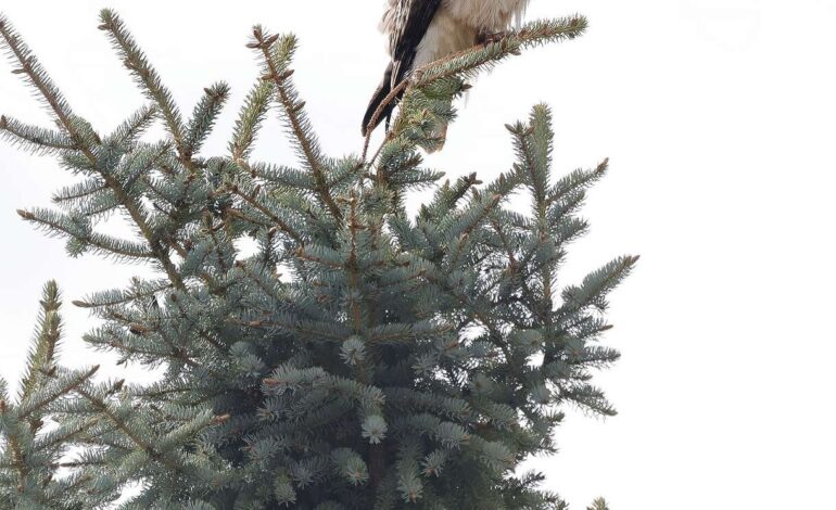 Bird Conservancy Loses $1.37 Million in Federal Grants Over DEI Issues