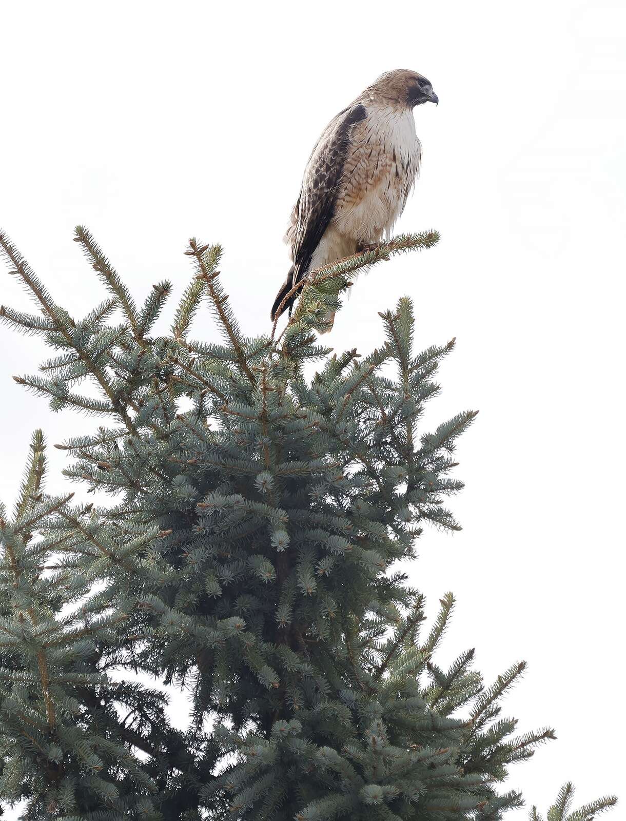 Bird Conservancy Loses $1.37 Million in Federal Grants Over DEI Issues