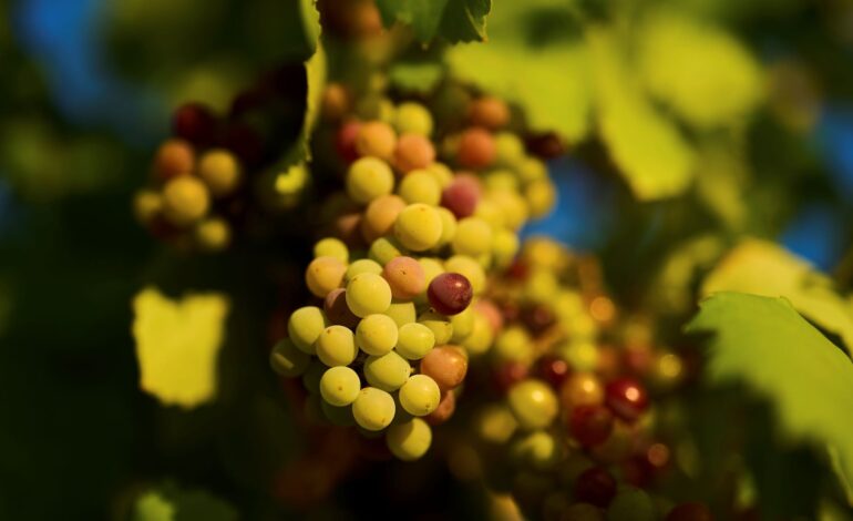 Discover Wine at North Coast Winery’s Upcoming Vino Versity Class