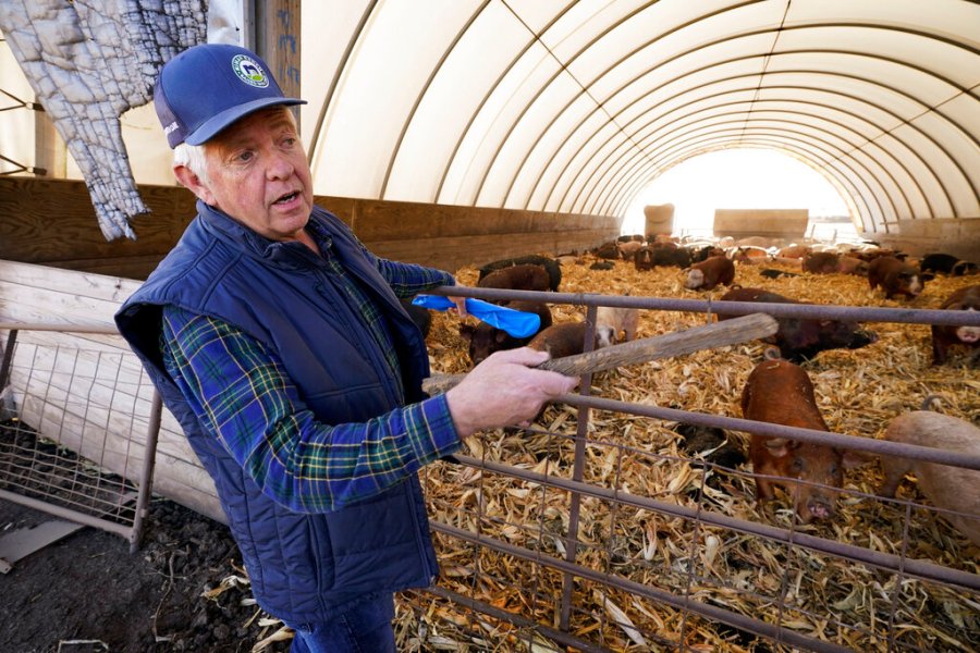 Farmers Stand Firm Against Big Pork’s Challenge to Proposition 12