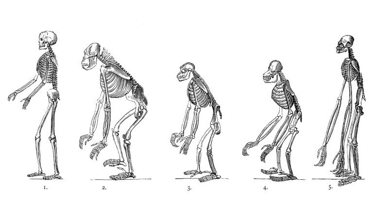 Genetic Shifts Paved the Way for Upright Walking in Humans