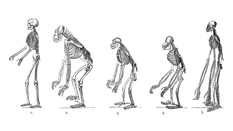 Genetic Shifts Paved the Way for Upright Walking in Humans
