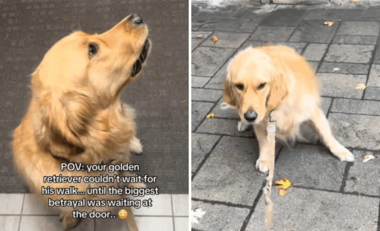 Golden Retriever’s Excitement Turns to Disappointment During Walk