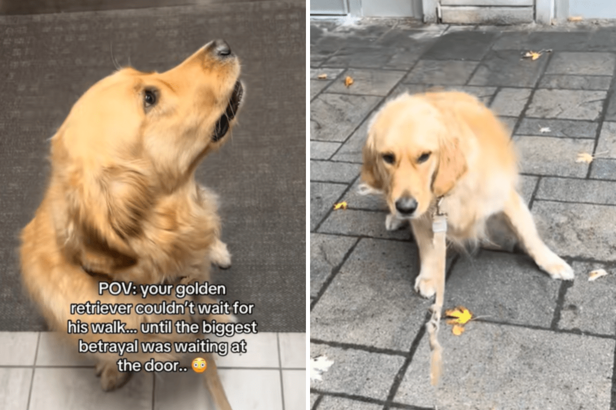 Golden Retriever’s Excitement Turns to Disappointment During Walk