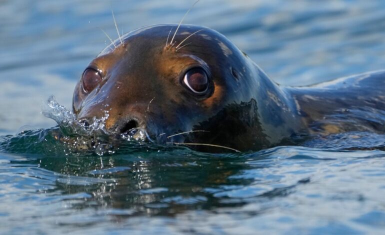 GOP Pushes to Overhaul Marine Mammal Protection Act Amid Controversy