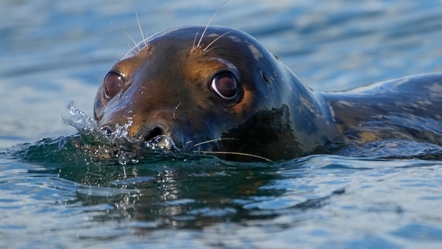 GOP Pushes to Overhaul Marine Mammal Protection Act Amid Controversy