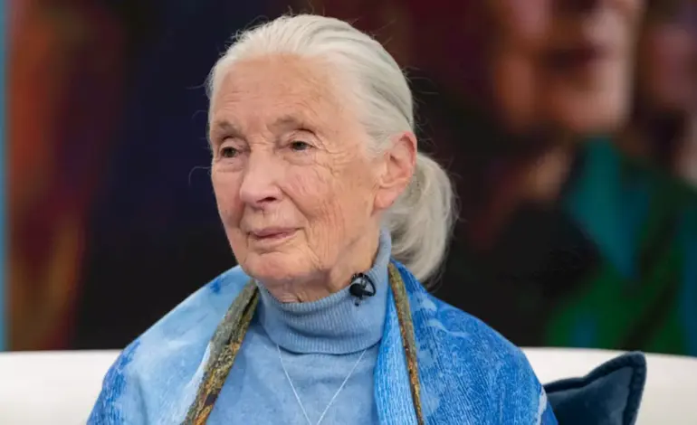 Jane Goodall Passes Away at 91, Leaving a Transformative Legacy