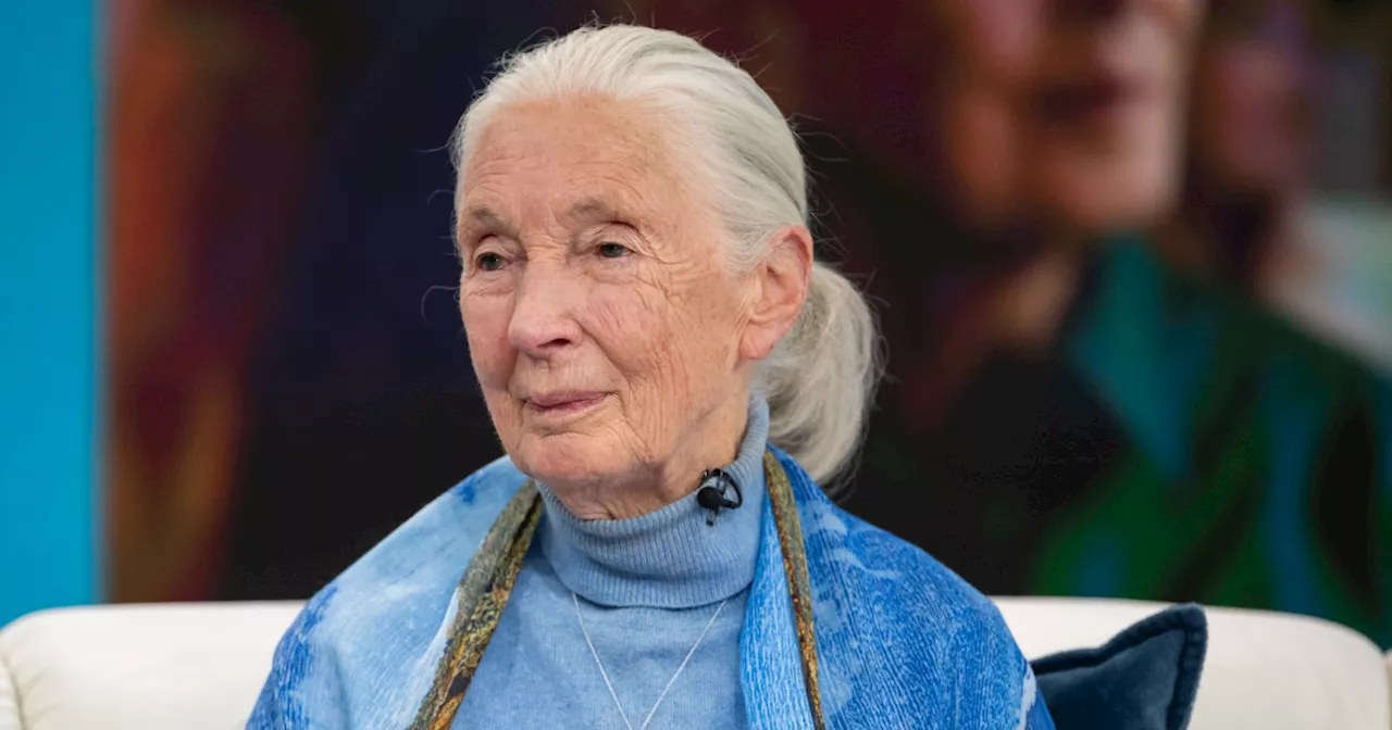 Jane Goodall Passes Away at 91, Leaving a Transformative Legacy