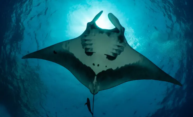 Manta Rays Dive Deep to Navigate Ocean’s Mysteries