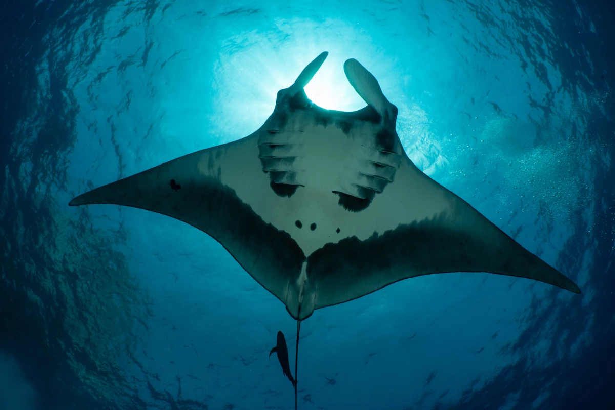 Manta Rays Dive Deep to Navigate Ocean’s Mysteries