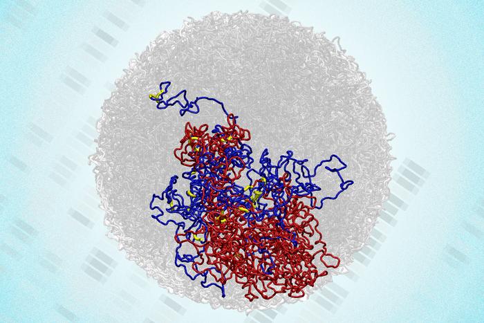 MIT Researchers Uncover Genome’s 3D Structure During Cell Division