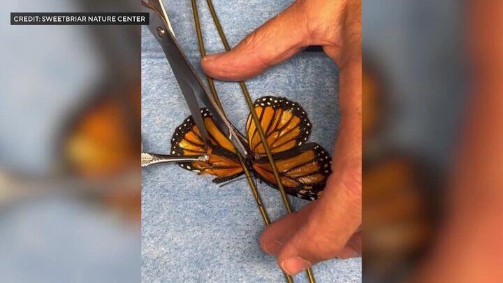 Monarch Butterfly Receives Urgent Wing Transplant in Viral Video