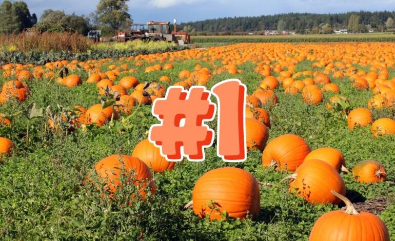 New Jersey’s Alstede Farms Earns National Recognition for Pumpkins