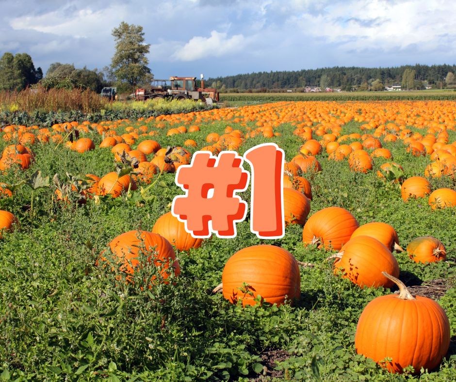 New Jersey’s Alstede Farms Earns National Recognition for Pumpkins