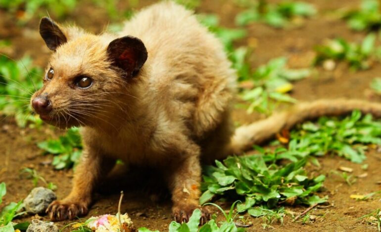 New Study Reveals Unique Chemistry of Kopi Luwak Coffee