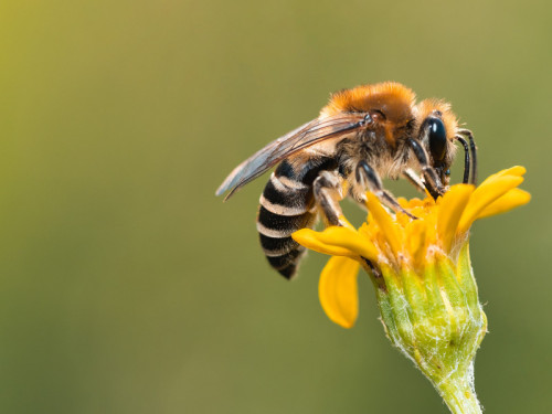 Ohio State Leads Efforts to Protect Bee Population and Biodiversity