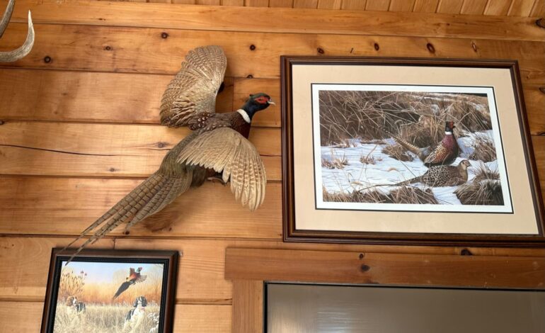 Pheasant Season Opens in Pennsylvania: Hunters Gear Up Now!