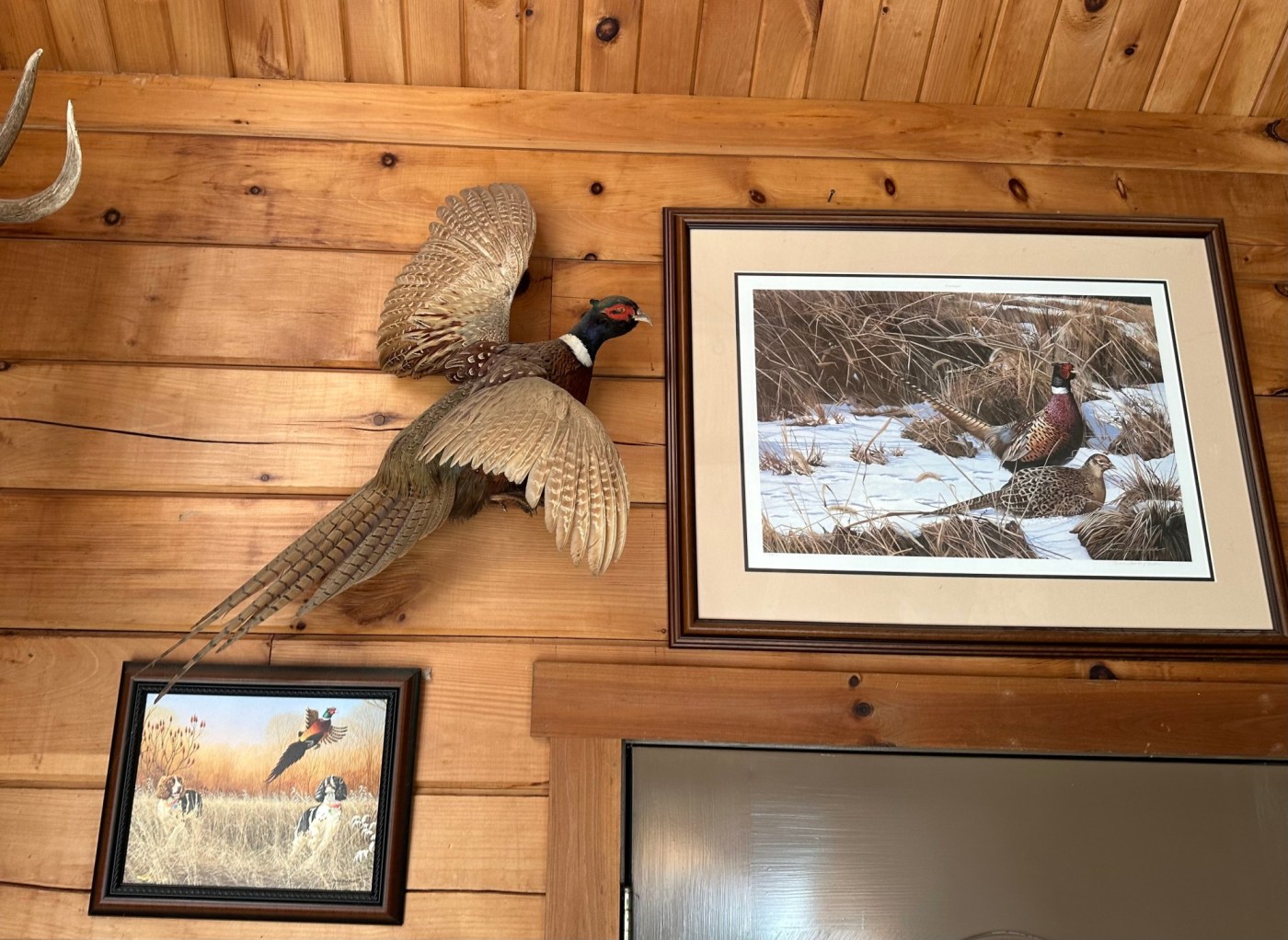 Pheasant Season Opens in Pennsylvania: Hunters Gear Up Now!
