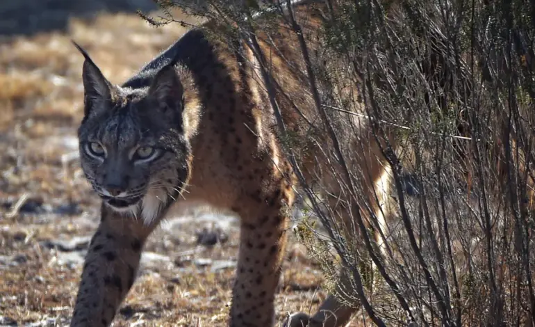Rare All-White Iberian Lynx Spotted in Spain, Conservation Milestone Achieved