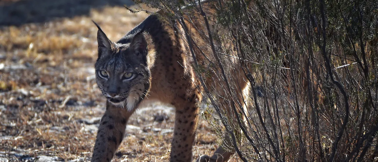 Rare All-White Iberian Lynx Spotted in Spain, Conservation Milestone Achieved