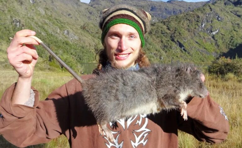 Rediscovered Giant Woolly Rat Thrives in New Guinea Rainforest