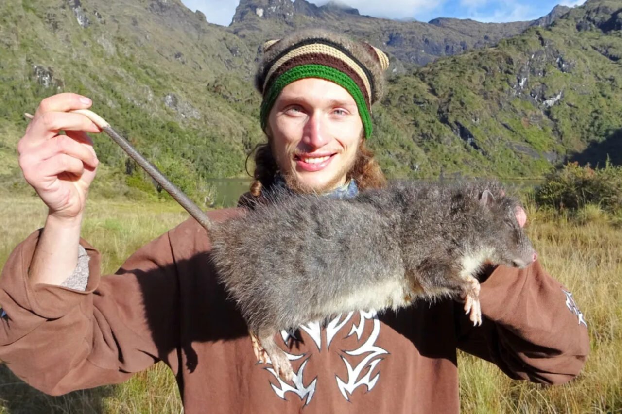 Rediscovered Giant Woolly Rat Thrives in New Guinea Rainforest