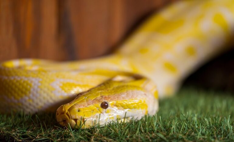 Researchers Unlock Secrets of Snake Urine Crystals