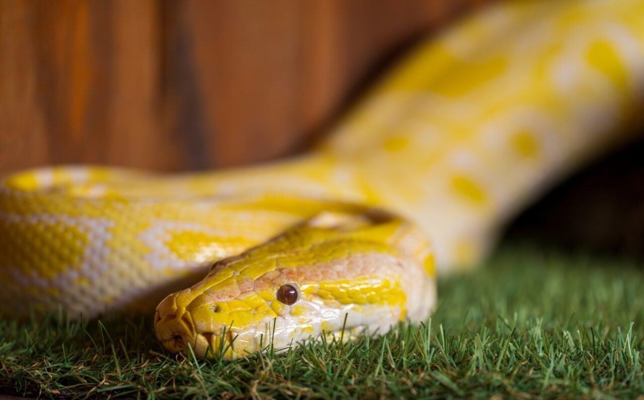 Researchers Unlock Secrets of Snake Urine Crystals